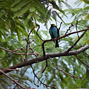 Paradise tanager