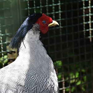 Silver pheasant