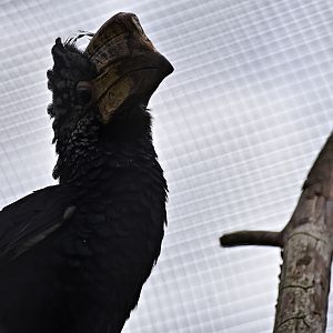 Silvery-cheeked hornbill
