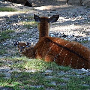 Sitatunga