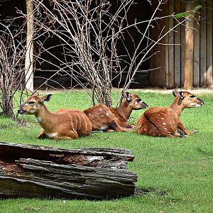 Sitatunga