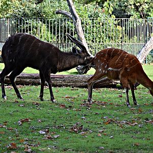 Sitatunga