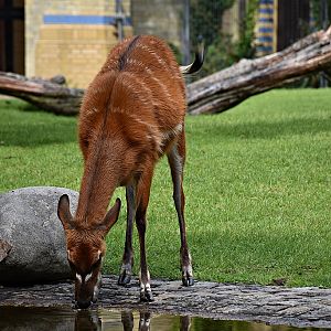 Sitatunga