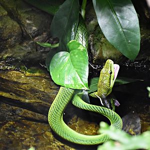 arboreal ratsnake