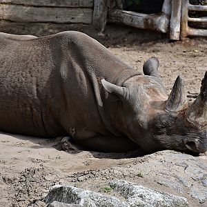 Black rhinoceros