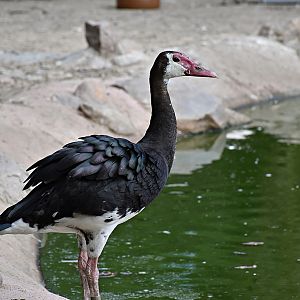 Spur-winged goose