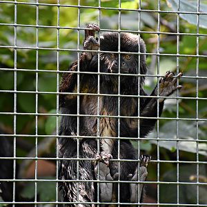 Goeldi's marmoset