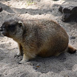 steppe marmot