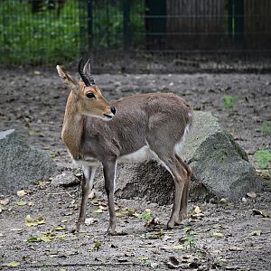 Southern mountain reedbuck