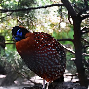 Temminck's tragopan