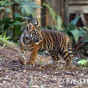 Sumatran tiger cub
