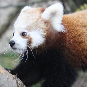 Baby Red Panda