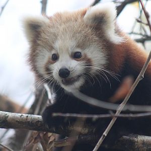 Highland Baby Red Panda