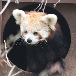 Baby Red Panda