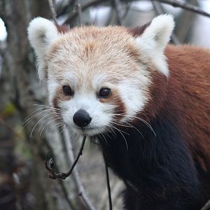Baby Red Panda