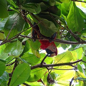 Scarlet macaw