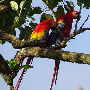 Scarlet macaws
