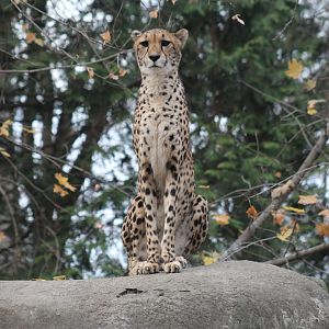 South African Cheetah