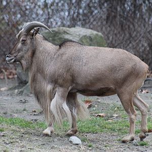 Kordofan Barbary Sheep