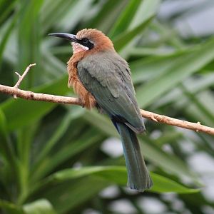 White-Fronted Bee-Eater