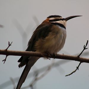 White-Throated Bee-Eater