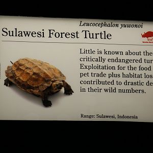 Sulawesi Forest Turtle Signage