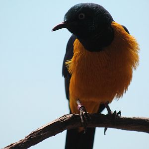 Golden-Breasted Starling