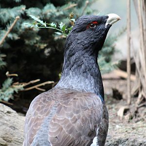 Western Capercaillie