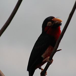 Bearded Barbet