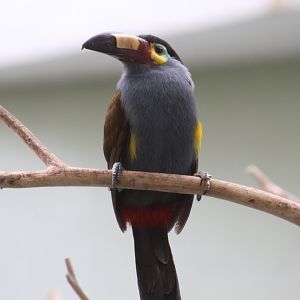 Plate-Billed Mountain-Toucan