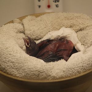 Lesser Bird-of-Paradise Chick