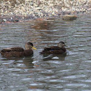 Wild American Black Ducks