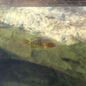 Lamena Cichlid