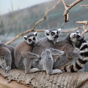 Ring-Tailed Lemurs