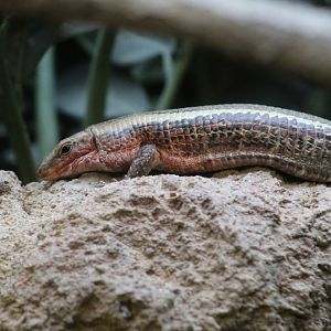 Four-Lined Girdled Lizard