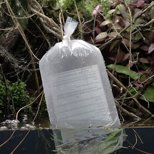 A bagful of cardinals