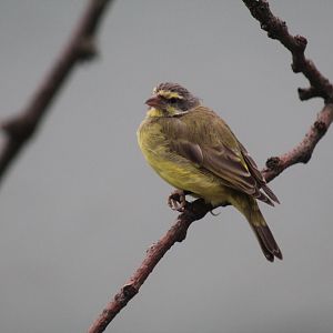 Yellow-Fronted Canary