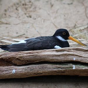 Eurasian Oystercatcher?