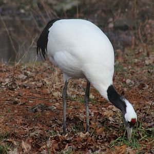 Red-Crowned Crane