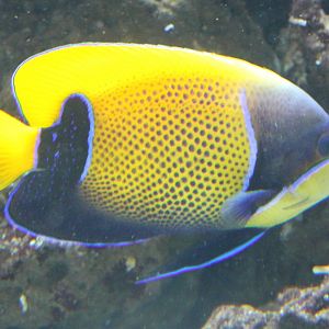 Pomacanthus sexstriatus