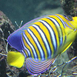 Pygoplites diacanthus - Regal angelfish
