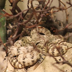 Speckled Rattlesnake