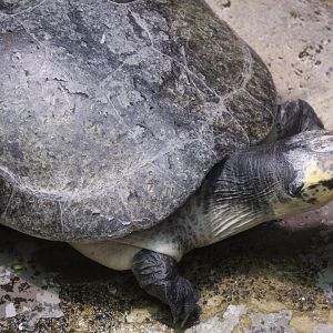 Arrau River Turtle
