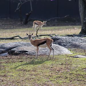 Thomson's Gazelle