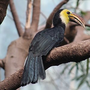 Sulawesi Dwarf Hornbill