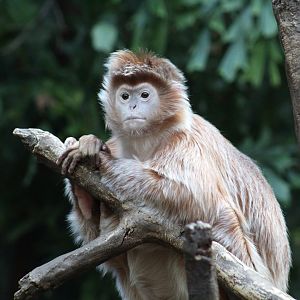 Javan Langur