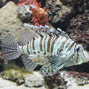 Lionfish - Pterois volitans