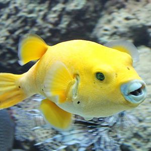 Golden puffer - Arothron citrinellus