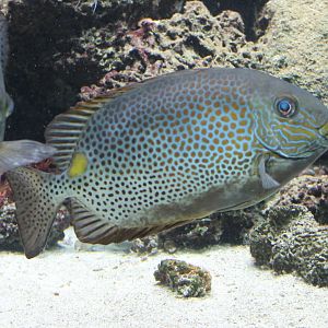 Golden-lined spinefood - Siganus guttatus