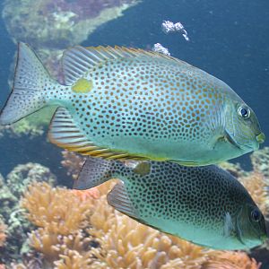 Golden-lined spinefoods - Siganus guttatus